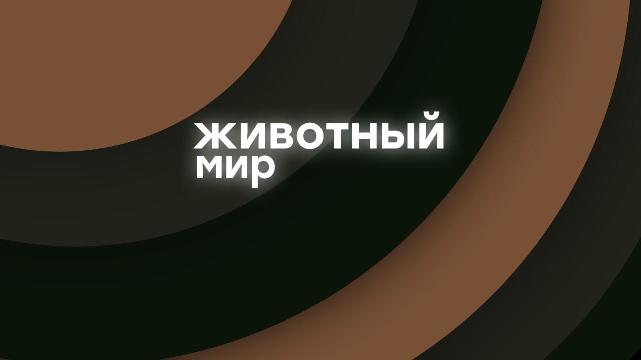 Животный мир